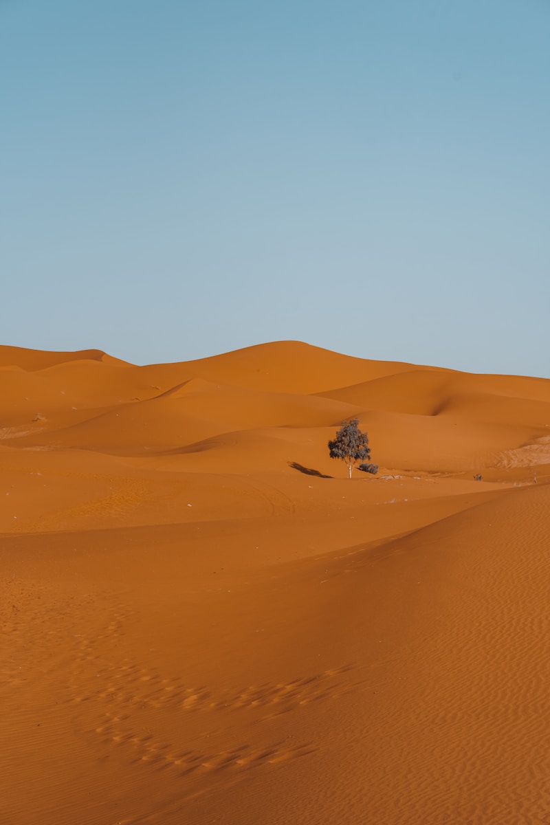 a lone tree in the middle of a desert