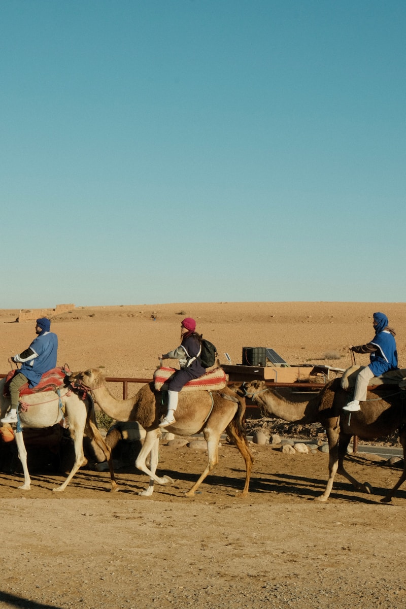 A group of people riding on the backs of camels